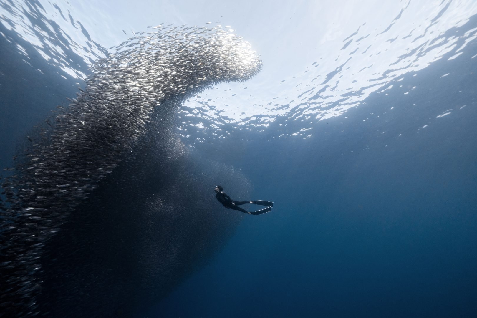 This award-winning photographer free dives for the perfect shot