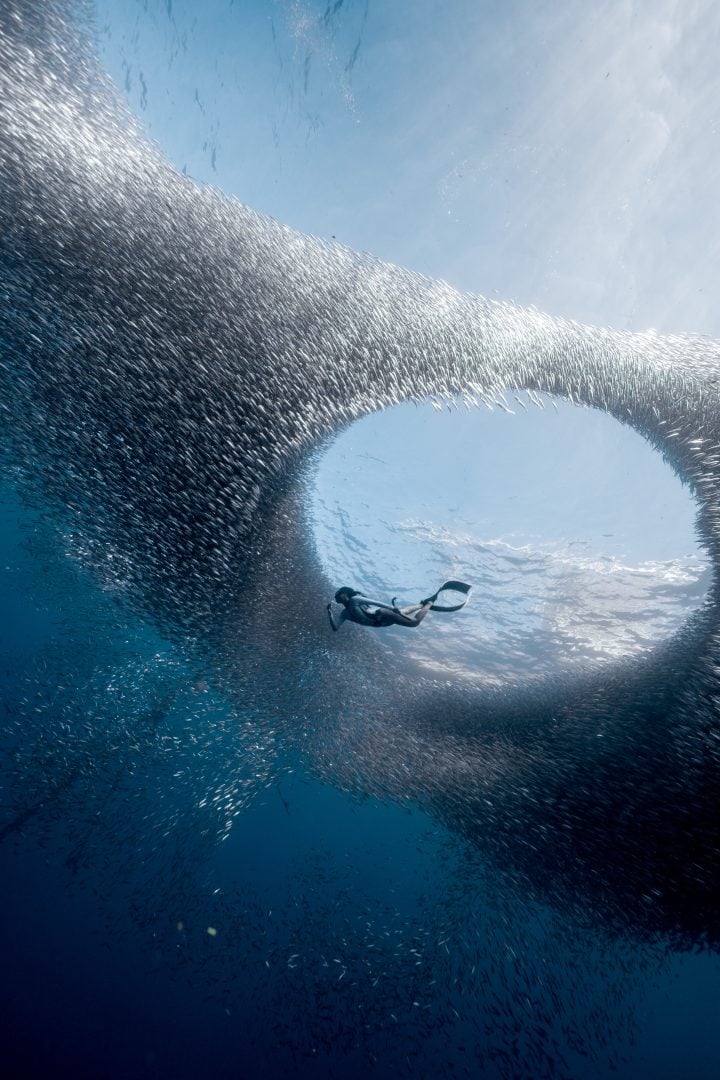 This award-winning photographer free dives for the perfect shot
