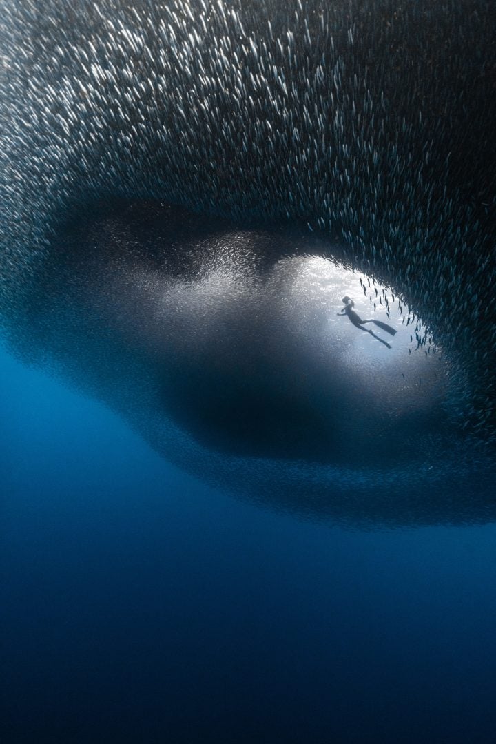 This award-winning photographer free dives for the perfect shot
