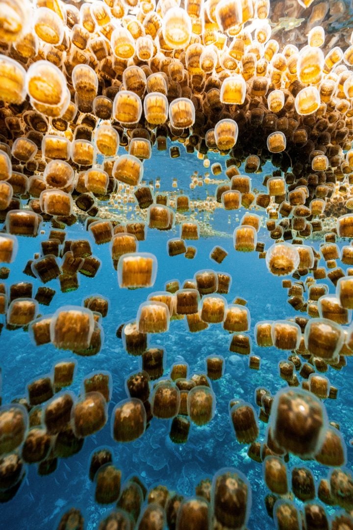 This award-winning photographer free dives for the perfect shot
