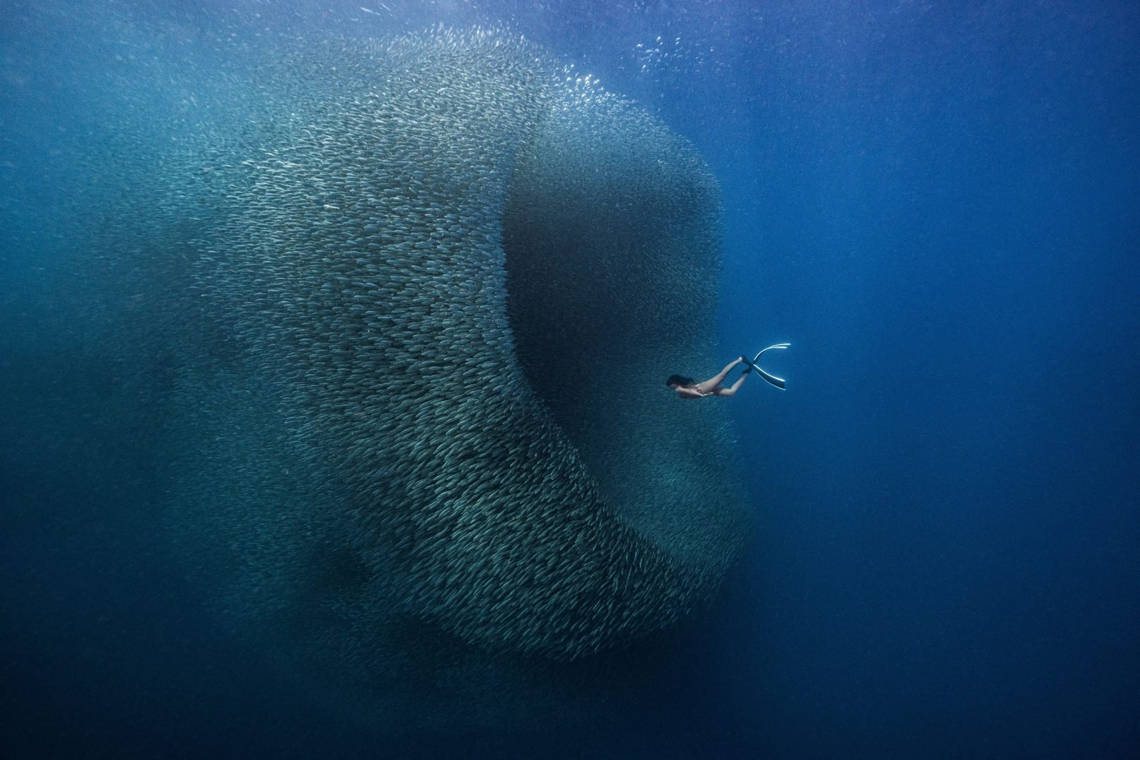 This award-winning photographer free dives for the perfect shot
