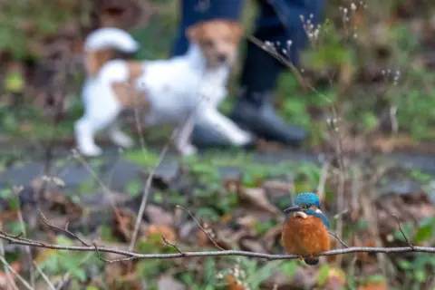 Brian Gallagher Kingfisher perched on a branch in blue and rust and white, a small brown and white terrier dog looking in its direction dimly in the background, next to a pair of someone's legs.