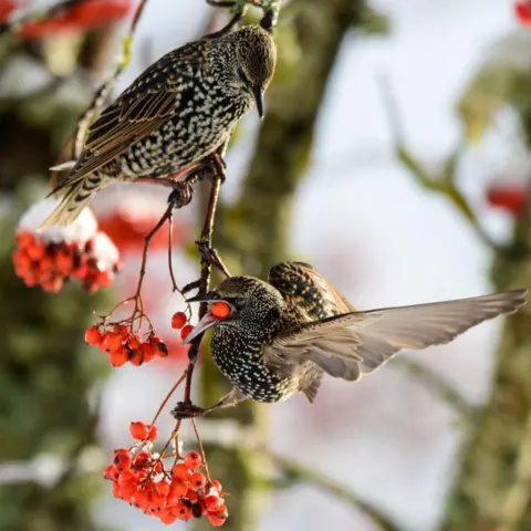 Jade Kilbride Two brown and spotted starlings on a slender branch, one with its wings spread and a red berry in its beak and the other a cluster of red berries covered in red snow. 