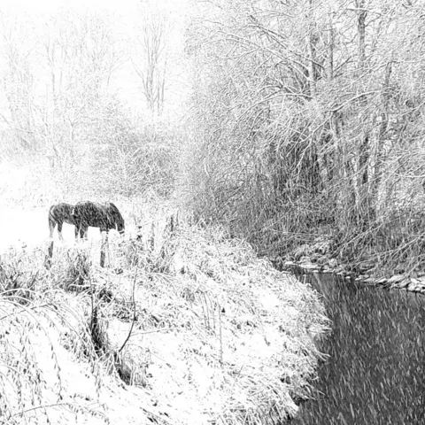 Lisa Tennant Two dark horses in a snow-covered field next to a stream, trees covered in snow.