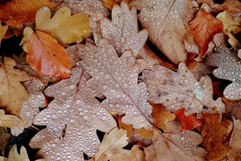 Catriona Gibson Brown, yellow and rust-colored leaves covered with water droplets, lying on the ground.