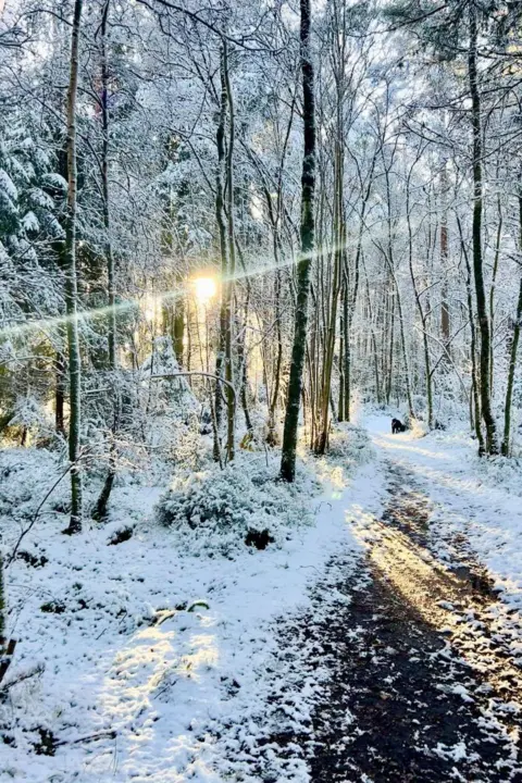 Kate Robertson Sunlight breaks through snow-covered trees on a tree, with a snow-covered path, a dog in the distance.