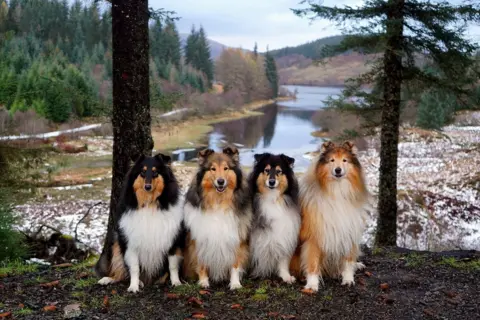 Stacey Steven's four collie dogs - white, organ and black markings - all sitting side by side with trees and water and mountains in the background, amid the snow.