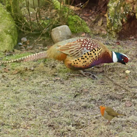 Graham Rosy A small robin on the ground, next to a large colorful pheasant, with woodland behind them.