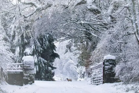 Brian Colston A sheep in the distance on a snow-covered path, with snow-covered trees dominating the scene, as well as a snow-covered open door.