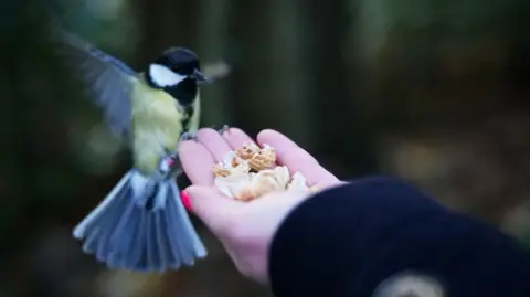 Patrick Stud Yellow, blue, black and white bird, flapping wings, fingertip of a woman's hand holding some nuts.
