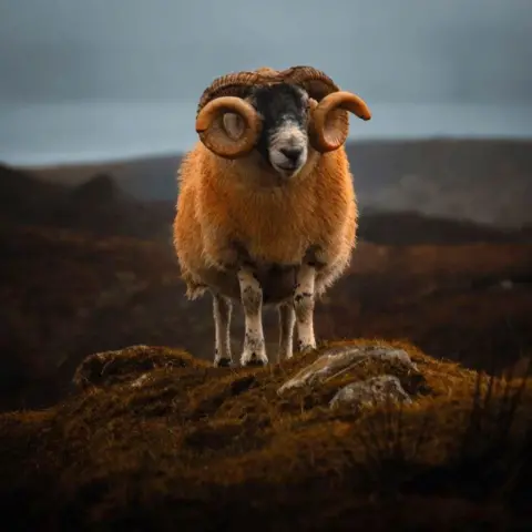 Craig McGeo stands with a dark sky in the countryside of ram, curled horns and yellow woolly rocks.