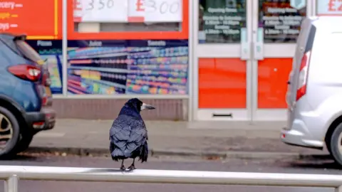 Jim Fanning Black Crow standing on a street railing, two cars in the background, and a storefront with red and glass doors.