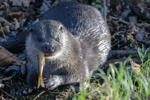 George Kelsey An otter with wet fur glistens in the sunlight A fish hangs in its mouth, between branches and grass.