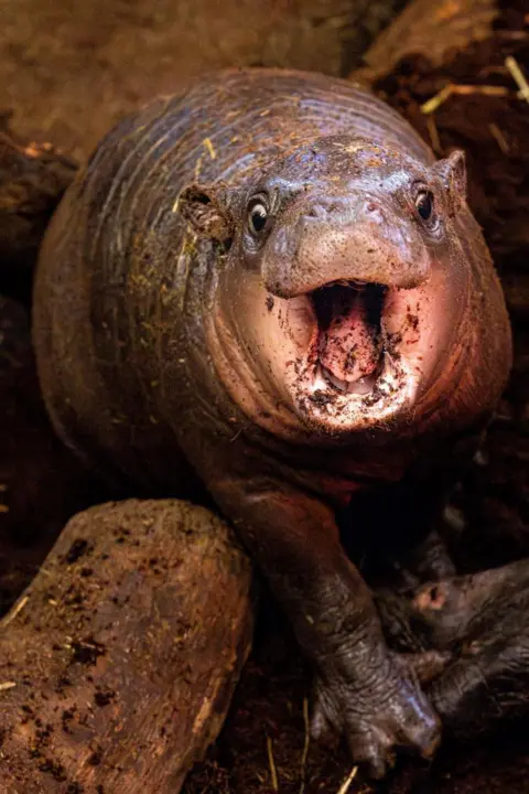 Sammy Kelly Gray baby pygmy hippo, mouth open and eyes wide, looking at camera.