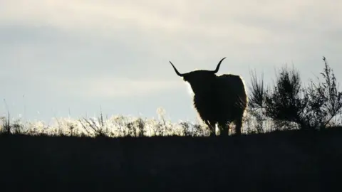 Mary Rodgers Highland cow with horns standing on grassy ground against light sky.