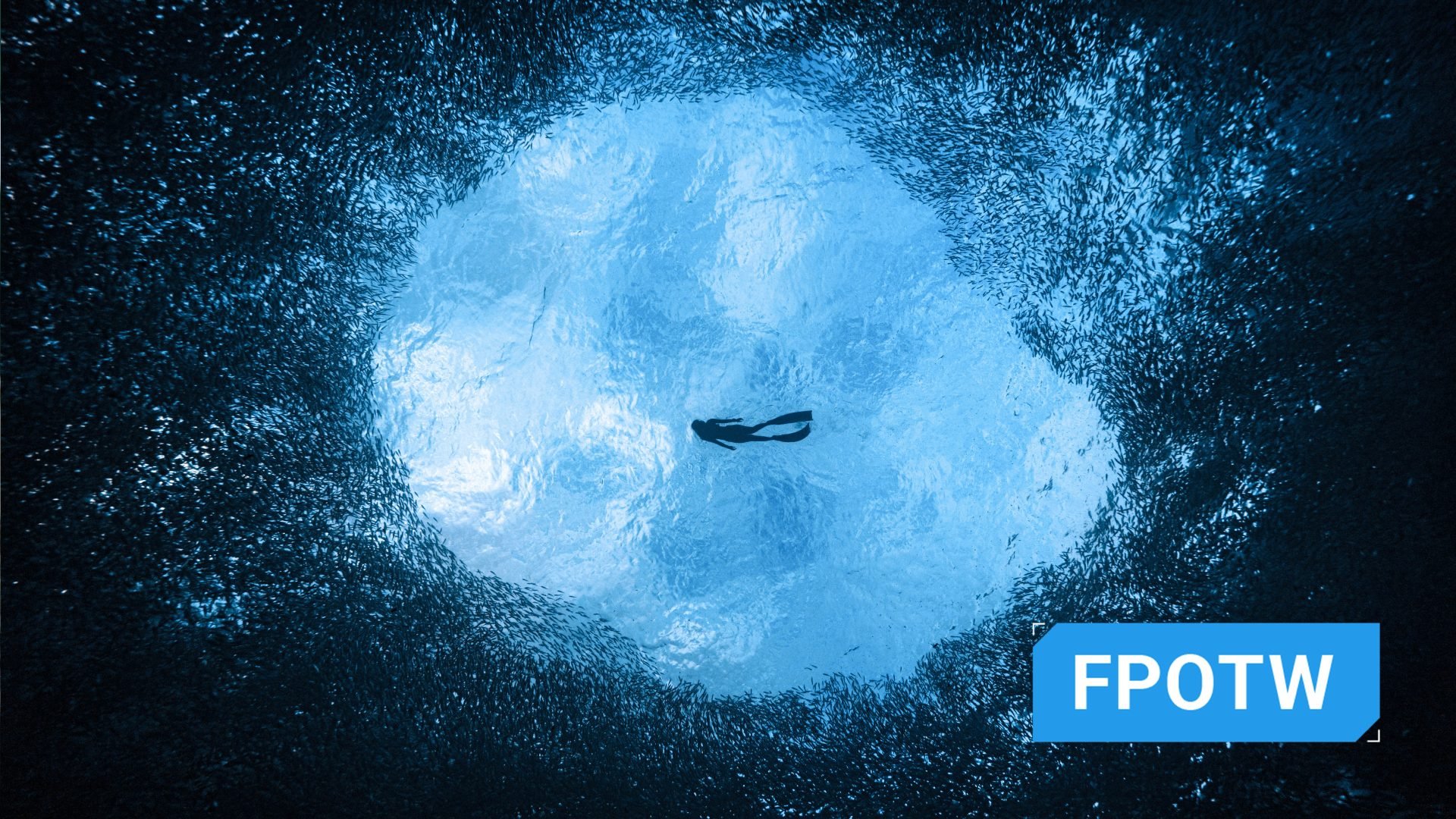 This award-winning photographer free dives for the perfect shot